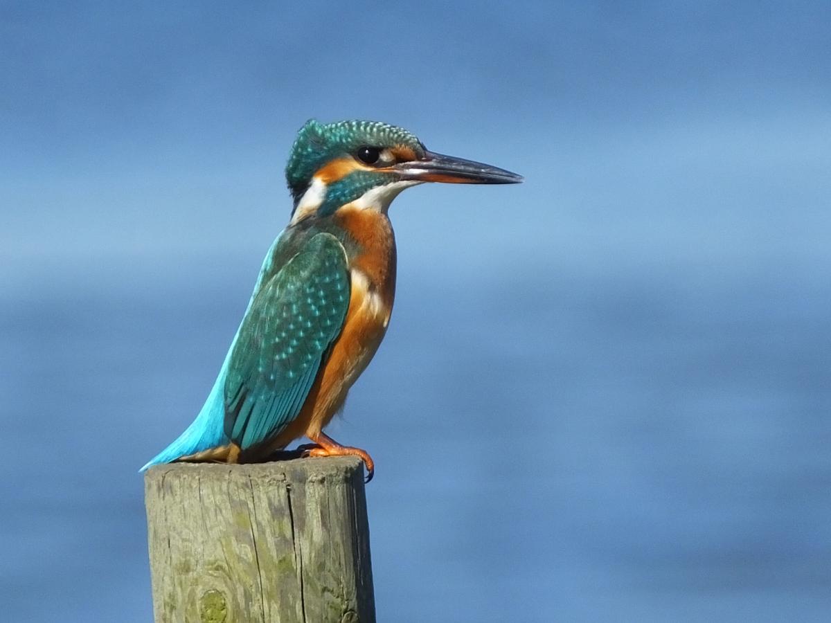 A Kingfisher fishing on Brownsea Island taken by Clinton Whale