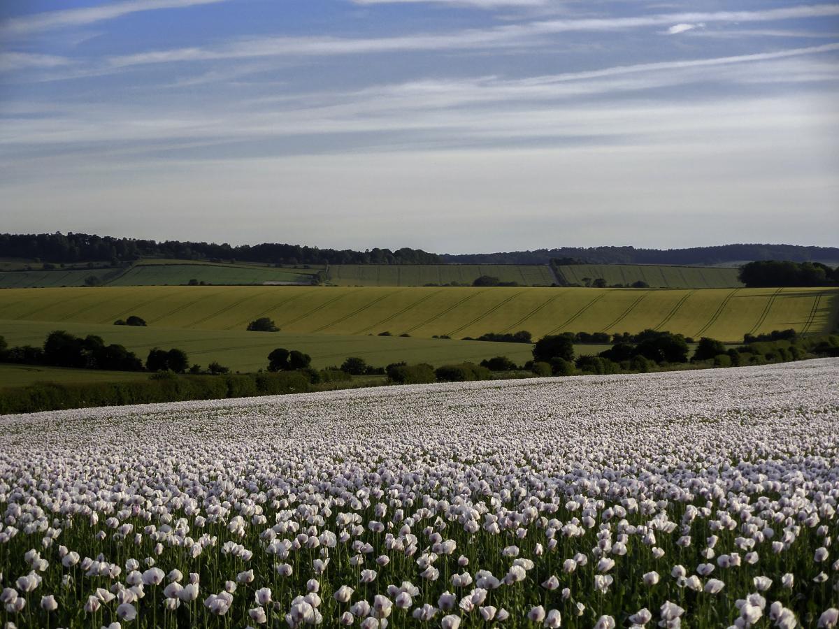 A pink poppy field by Torey Boss