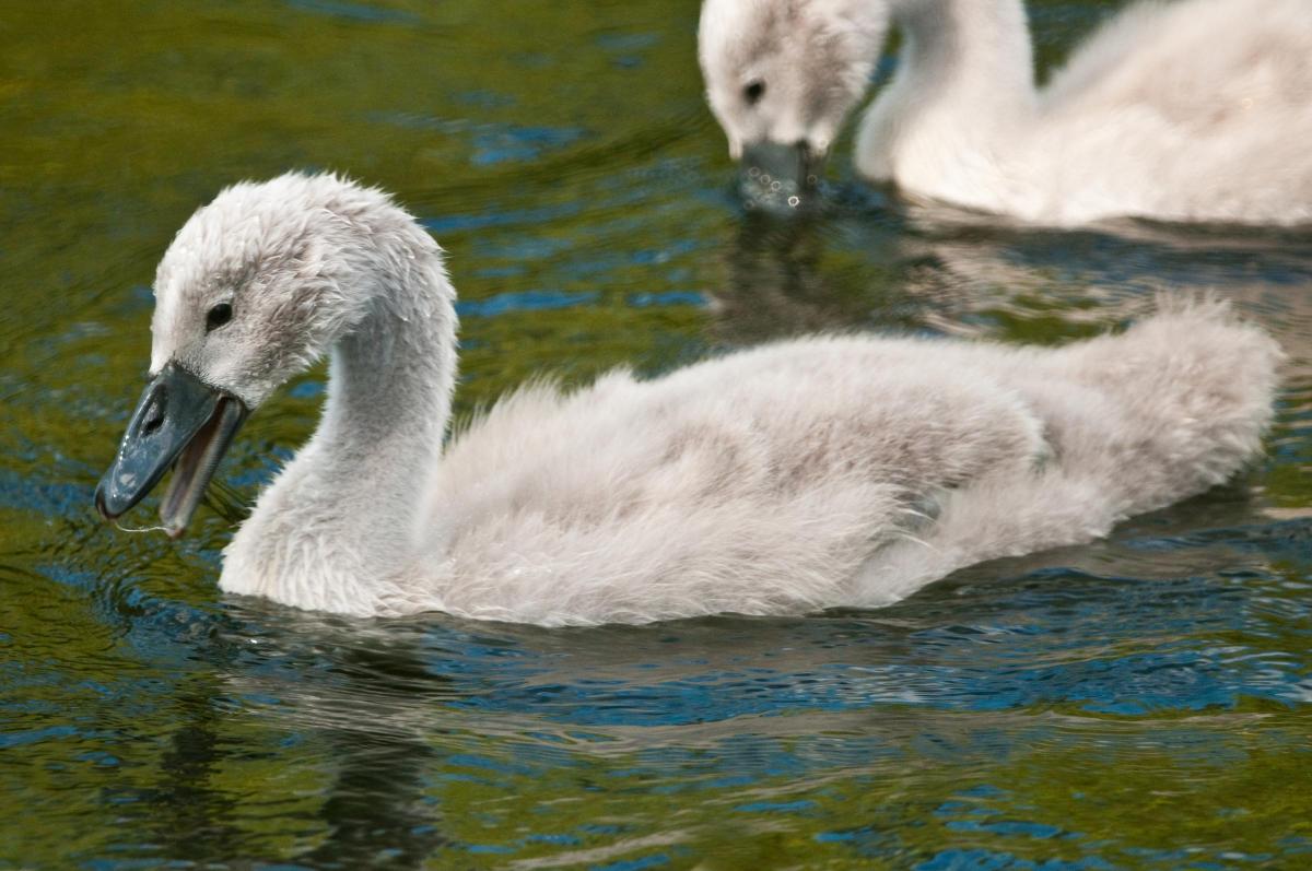 Cygnets, By Mark Brazier